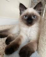 Zoek ragdoll kittens voormijzelf plz help <3, Meerdere dieren, Gechipt, 0 tot 2 jaar