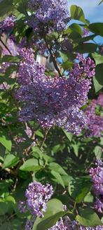 Seringen planten vele soorten, Ophalen of Verzenden, Overige soorten, Minder dan 100 cm