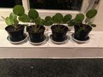 Pilea, Ophalen of Verzenden, Zomer, Overige soorten, Volle zon