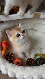 British shorthair golden/ Britse gouden korthaar kittens, Dieren en Toebehoren, Kater, Gechipt, 0 tot 2 jaar