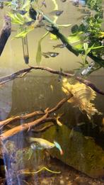 Guppies te koop, Dieren en Toebehoren, Vis