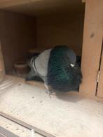 Gadotano doffer, Dieren en Toebehoren, Mannelijk, Kropper