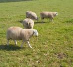 Best dekrammen. Zwoegervrij, Dieren en Toebehoren, Schapen, Geiten en Varkens, Mannelijk, Schaap, 0 tot 2 jaar