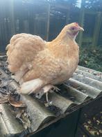 2 hennen cochin kriel geelkoekoek van 2025, Dieren en Toebehoren, Pluimvee