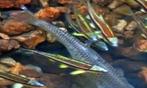 Notropis, geelvin winde, elrits, vissen, vijver, goudvissen, Dieren en Toebehoren, Vissen | Vijvervissen, Overige soorten