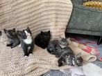 Prachtige lieve kittens, Meerdere dieren, Langharig, 0 tot 2 jaar