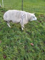 te koop 2,5 jarige texelaar stamboekram, Dieren en Toebehoren, Schapen, Geiten en Varkens, Vrouwelijk, Schaap