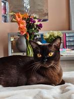 Wij zijn op zoek naar een Burmese dekkater., Kater