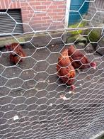 Kippen, Dieren en Toebehoren, Vrouwelijk, Kip