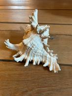 Tropische Murex Schelp - Decoratie, Huis en Inrichting, Ophalen of Verzenden, Zo goed als nieuw
