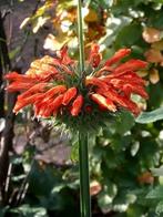 planten Leonotis leonurus Leeuwenoor, Tuin en Terras, Planten | Tuinplanten, Volle zon, Eenjarig, Zomer, Ophalen