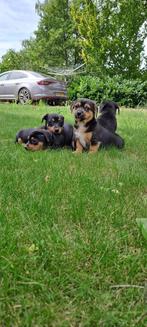 te koop jack russell pups, Dieren en Toebehoren, Honden | Jack Russells en Terriërs, Jack Russell Terriër, Rabiës (hondsdolheid)