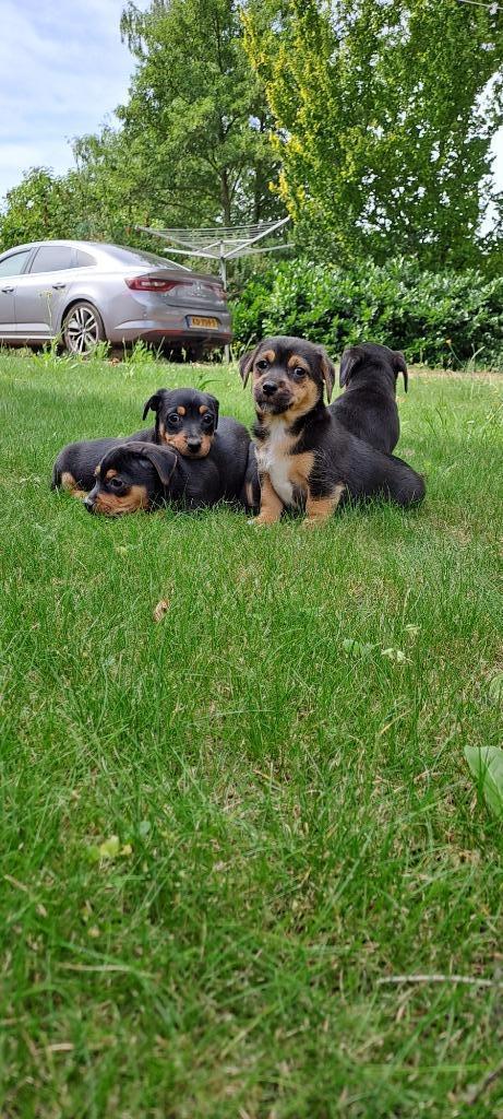 te koop jack russell pups, Dieren en Toebehoren, Honden | Jack Russells en Terriërs, Meerdere dieren, Jack Russell Terriër, Particulier
