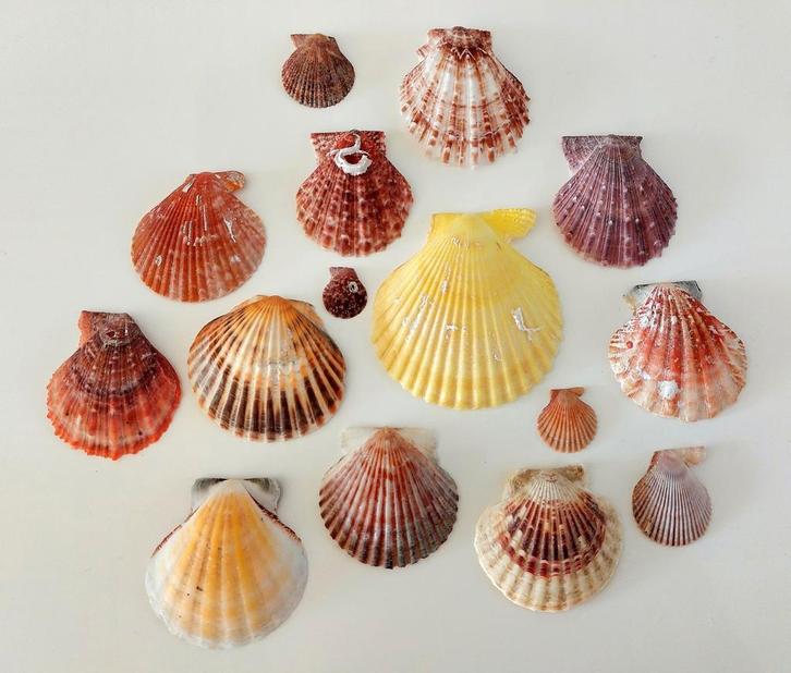 Prachtige kleurrijke schelpen (kleine collectie), Verzamelen, Mineralen en Fossielen, Schelp(en), Ophalen of Verzenden