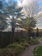 Palmboompje 20 cm hoog, Ophalen of Verzenden, Overige soorten, Minder dan 100 cm