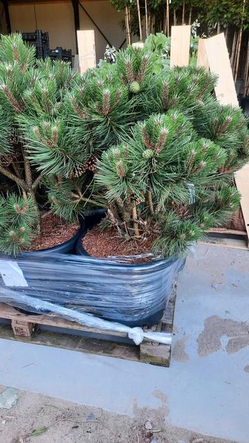 Oostenrijkse den (Pinus nigra 'Nana') 🌿 meerstam beschikbaar voor biedingen