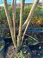 Meerstammige Pindakaasboom Clerodendrum trichotomum, 250 tot 400 cm, Zomer, Volle zon, In pot