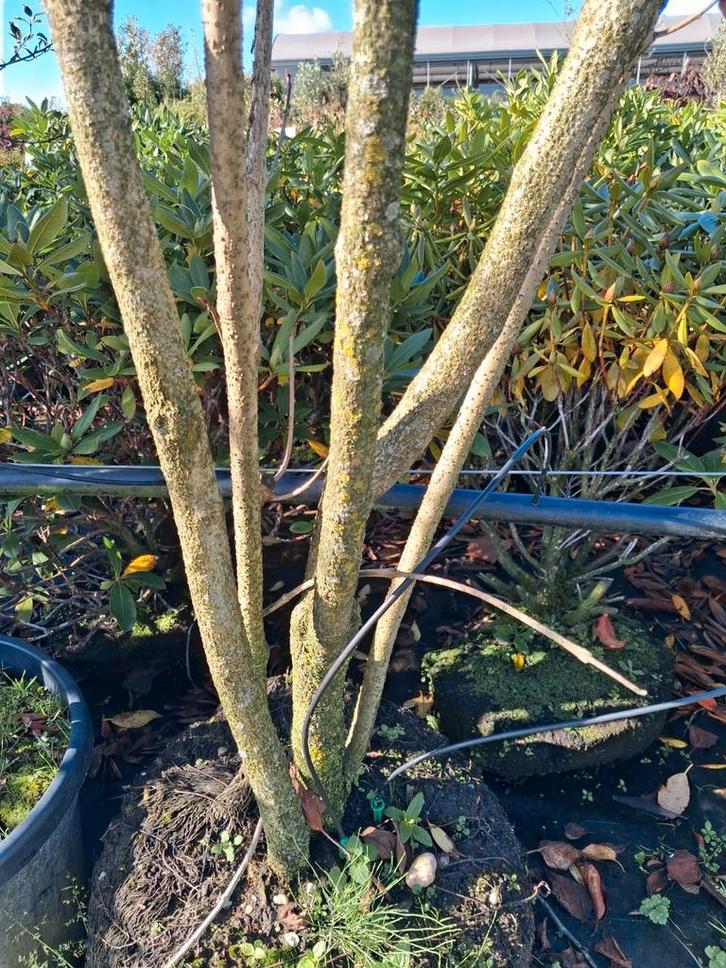 Meerstammige Pindakaasboom Clerodendrum trichotomum, Tuin en Terras, Planten | Bomen, Overige soorten, 250 tot 400 cm, Volle zon