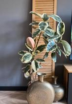 Rubber plant (Ficus elastica) - 155cm tall, Huis en Inrichting, Ophalen, Ficus, Minder dan 100 cm