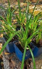 Carex stekken, Ophalen, Siergrassen, Halfschaduw