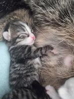 3 lieve kittens (nog 1 kitten beschikbaar), Dieren en Toebehoren, Katten en Kittens | Overige Katten, Poes