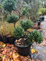 Ilex crenata bonsai – prachtig gesnoeid (140 cm), Tuin en Terras, Planten | Bomen, Ophalen, Bloeit niet, Overige soorten, Minder dan 100 cm