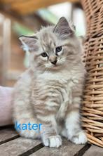 Siberische Ragdoll kittens mogen verhuizen️, Dieren en Toebehoren, Katten en Kittens | Raskatten | Langhaar, Meerdere dieren, Gechipt