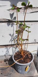Oxalis Deppei Iron cross, Ophalen, Zomer, Overige soorten, Volle zon