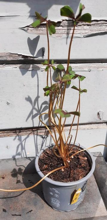 Oxalis Deppei Iron cross beschikbaar voor biedingen