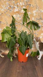 Monstera plant, Ophalen, Overige soorten, Halfschaduw, Minder dan 100 cm