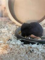 Hamsters 5 weken oud, Dieren en Toebehoren, Meerdere dieren, Hamster, Na 1 juli 2024