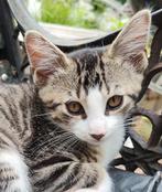2 lieve gezonde half Maine Coon katers te koop, Dieren en Toebehoren, Katten en Kittens | Overige Katten