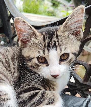2 lieve gezonde half Maine Coon katers te koop beschikbaar voor biedingen