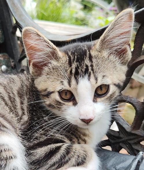 2 lieve gezonde half Maine Coon katers te koop, Dieren en Toebehoren, Katten en Kittens | Overige Katten