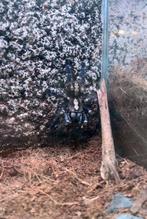Poecilotheria metallica | indiase boomvogelspin, Spin of Schorpioen