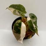 Alocasia Polly Snowflake Albo/Pink Variegata, Huis en Inrichting, Kamerplanten, Verzenden, Halfschaduw, Minder dan 100 cm