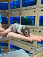 Te koop lieve jonge goudhamsters / Syrisch hamsters, Meerdere dieren, Hamster, Na 1 juli 2024
