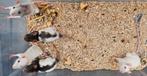 Mannelijke ratjes van 22 mei, Dieren en Toebehoren, Knaagdieren, Rat, Mannelijk, Mei, Tam
