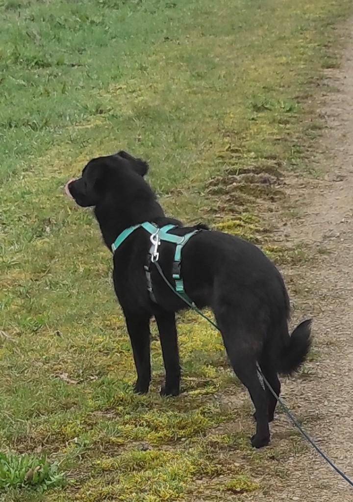 Rodog harnas, anti-ontsnappingstuig, paniektuig, Dieren en Toebehoren, Hondenhalsbanden en Penningen, Ophalen of Verzenden