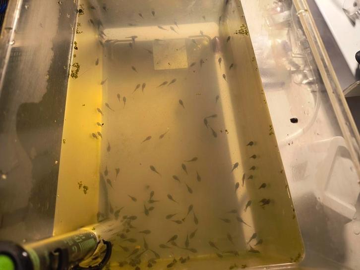 jonge borstelneus algeneters, Dieren en Toebehoren, Vissen | Aquariumvissen, Zoetwatervis, Vis, Schoolvis