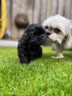 Super leuke Maltipoo pups MOGEN DIT WEEKEND  HET NEST Super, Dieren en Toebehoren, Honden | Chihuahua's en Gezelschapshonden, Overige rassen