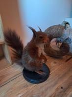 Recent opgezette eekhoorn en recent opgezette egel, Verzamelen, Ophalen of Verzenden, Nieuw, Overige soorten, Opgezet dier