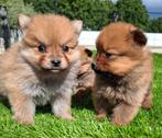 Te koop mooie dwergkees pups