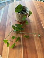 Monstera Adansonii hangplant (zonder pot), Huis en Inrichting, Kamerplanten, Ophalen, Overige soorten, Halfschaduw, Minder dan 100 cm