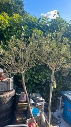 2 olijfbomen, Tuin en Terras, Planten | Bomen, Ophalen, Volle zon, Olijfboom, 100 tot 250 cm
