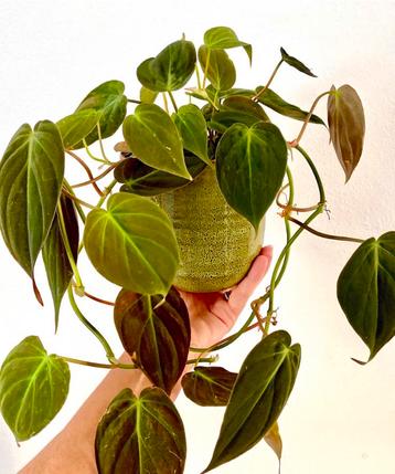 Philodendron micans hangplant stekjes beschikbaar voor biedingen