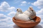 Tekoop 2 jongen 2026 leideman zie stamkaart, Dieren en Toebehoren, Vogels | Duiven, Meerdere dieren, Postduif
