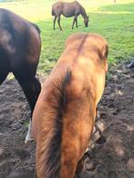 quarter horse hengstveulens, Dieren en Toebehoren, Paarden, Minder dan 160 cm, 0 tot 2 jaar, Onbeleerd, Meerdere dieren