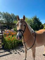 Knappe haflinger ruin te koop!, Minder dan 160 cm, Ruin, Dressuurpaard, 11 jaar of ouder