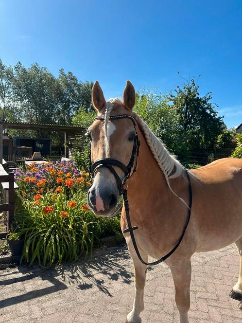 Knappe haflinger ruin te koop!, Dieren en Toebehoren, Paarden, Ruin, Minder dan 160 cm, 11 jaar of ouder, Dressuurpaard, Ingeënt